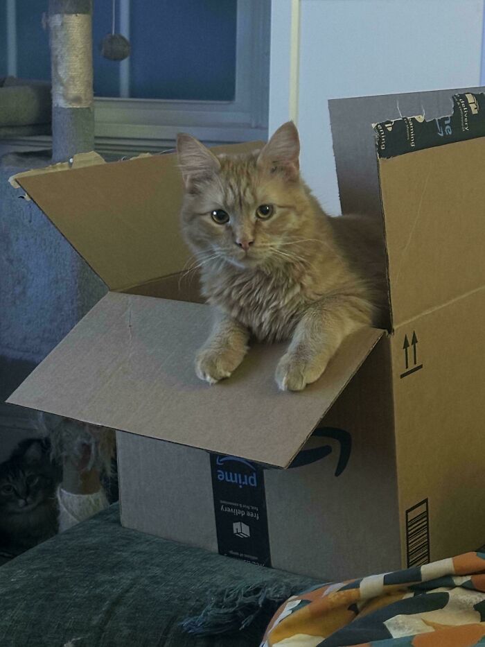 ‘When You See It’: 111 Perfectly Camouflaged Things That Might Take You Ages To Find (New Pics) ‘When You See It’: 111 Perfectly Camouflaged Things That Might Take You Ages To Find (New Pics)