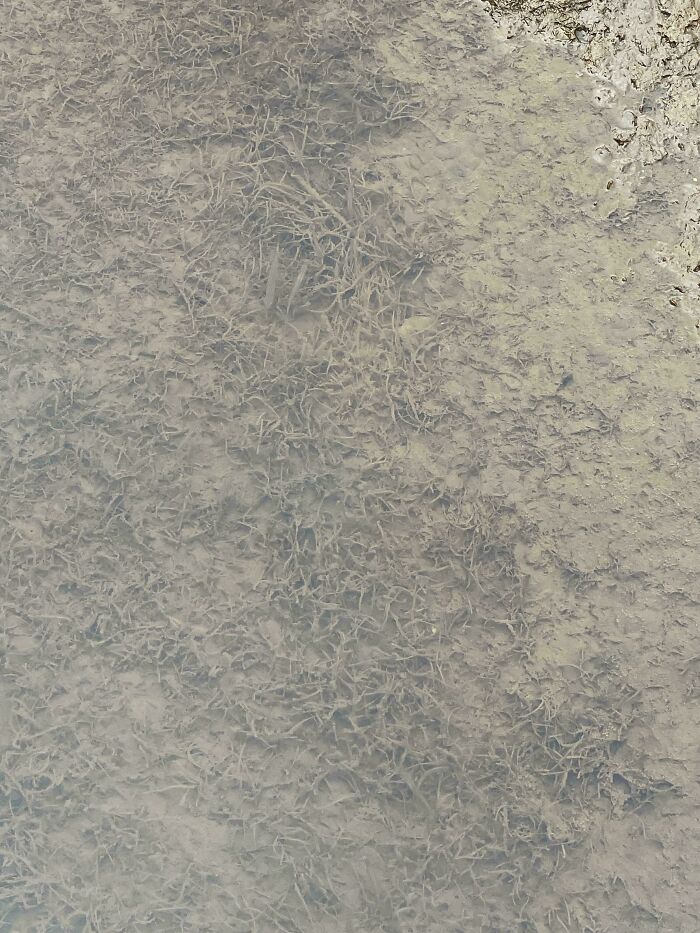 ‘When You See It’: 111 Perfectly Camouflaged Things That Might Take You Ages To Find (New Pics) ‘When You See It’: 111 Perfectly Camouflaged Things That Might Take You Ages To Find (New Pics)