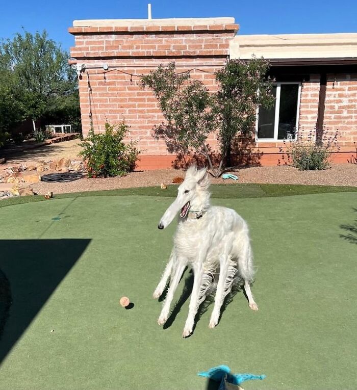 This Page Collects The Most Wholesome And Hilarious Animal Moments (60 Pics)