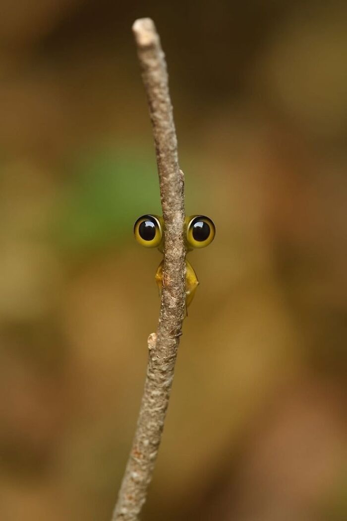 This Page Collects The Most Wholesome And Hilarious Animal Moments (60 Pics)