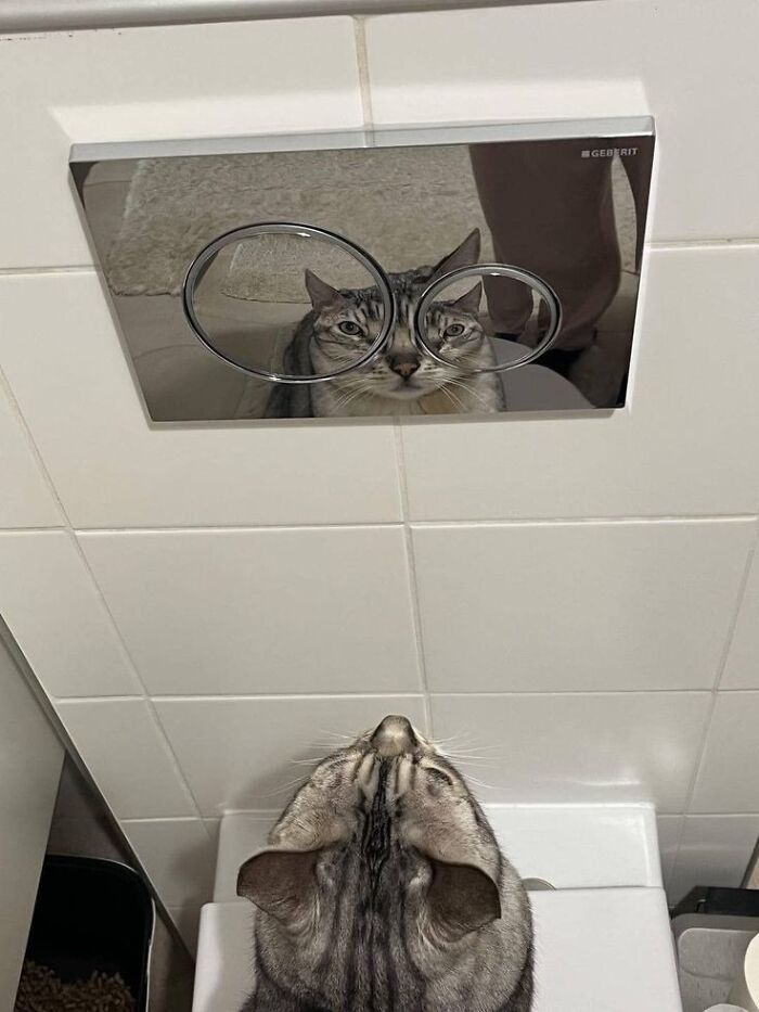 This Page Collects The Most Wholesome And Hilarious Animal Moments (60 Pics)