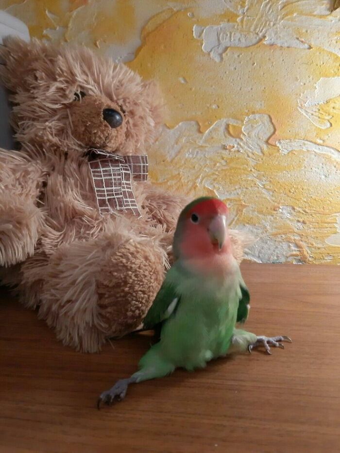 This Page Collects The Most Wholesome And Hilarious Animal Moments (60 Pics)