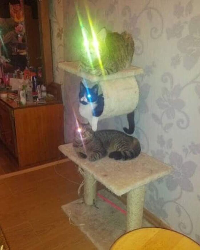 This Page Collects The Most Wholesome And Hilarious Animal Moments (60 Pics)