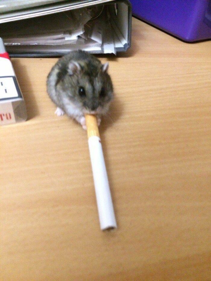 This Page Collects The Most Wholesome And Hilarious Animal Moments (60 Pics)