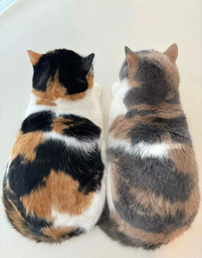 This Page Collects The Most Wholesome And Hilarious Animal Moments (60 Pics)