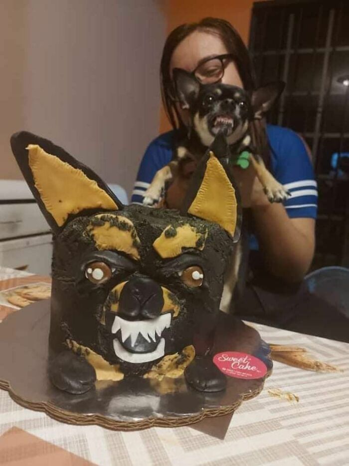 This Page Collects The Most Wholesome And Hilarious Animal Moments (60 Pics)