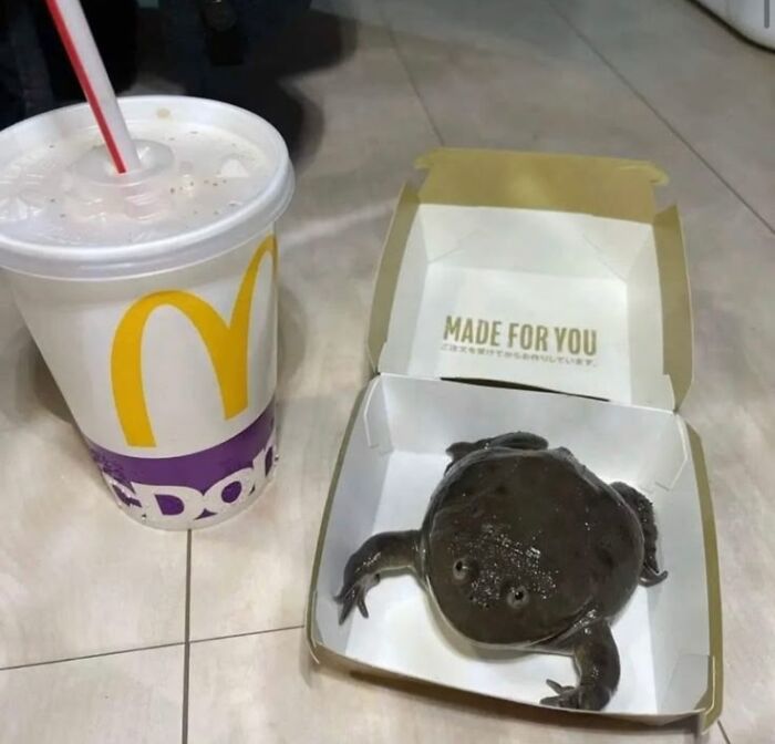 This Page Collects The Most Wholesome And Hilarious Animal Moments (60 Pics)