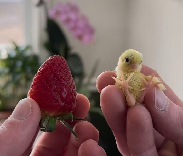 This Page Collects The Most Wholesome And Hilarious Animal Moments (60 Pics)