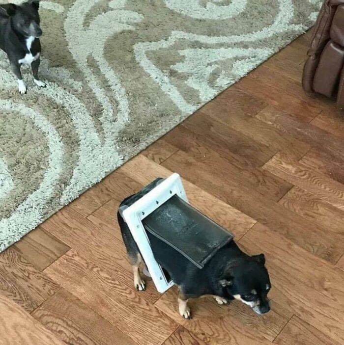 This Page Collects The Most Wholesome And Hilarious Animal Moments (60 Pics)