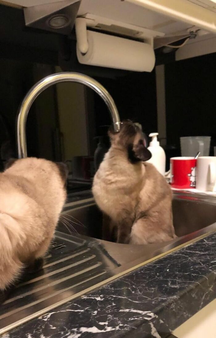 This Page Collects The Most Wholesome And Hilarious Animal Moments (60 Pics)