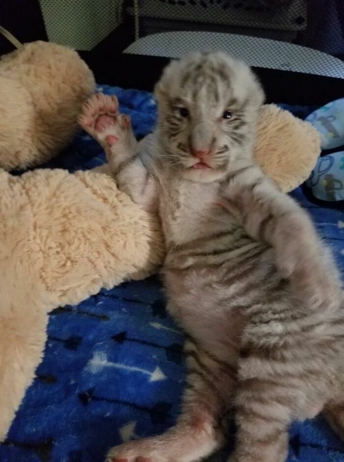 This Page Collects The Most Wholesome And Hilarious Animal Moments (60 Pics)