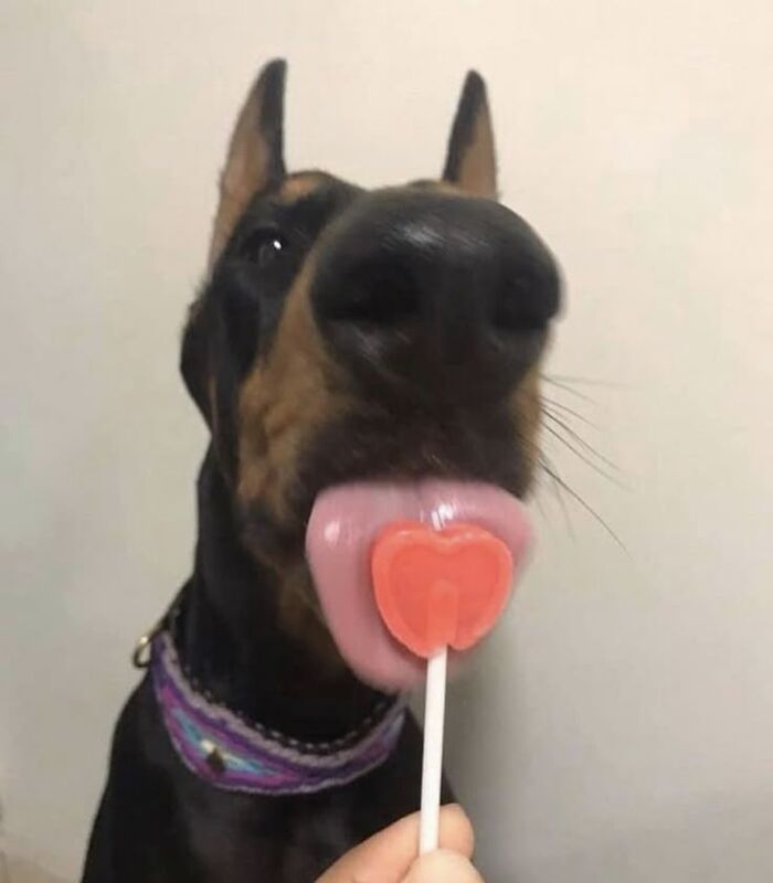 This Page Collects The Most Wholesome And Hilarious Animal Moments (60 Pics)