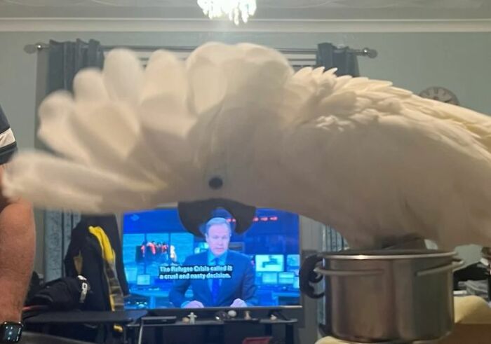 This Page Collects The Most Wholesome And Hilarious Animal Moments (60 Pics)