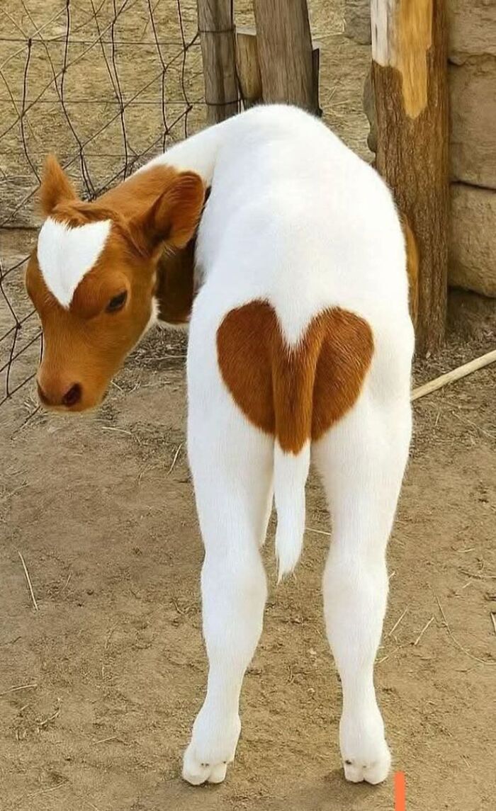 This Page Collects The Most Wholesome And Hilarious Animal Moments (60 Pics)