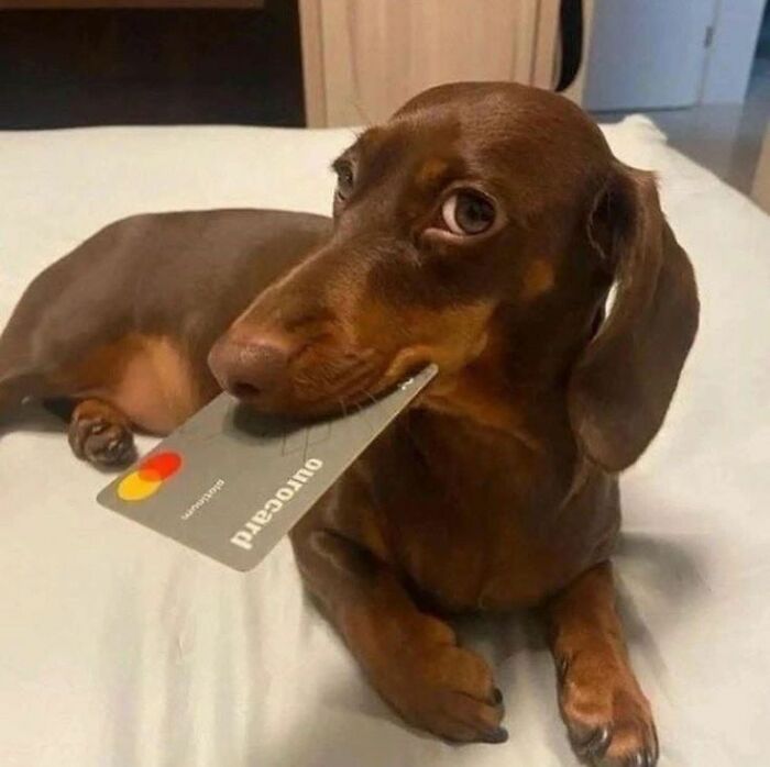 This Page Collects The Most Wholesome And Hilarious Animal Moments (60 Pics)