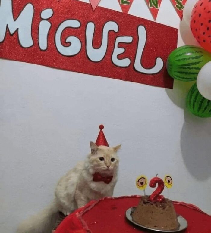 This Page Collects The Most Wholesome And Hilarious Animal Moments (60 Pics)