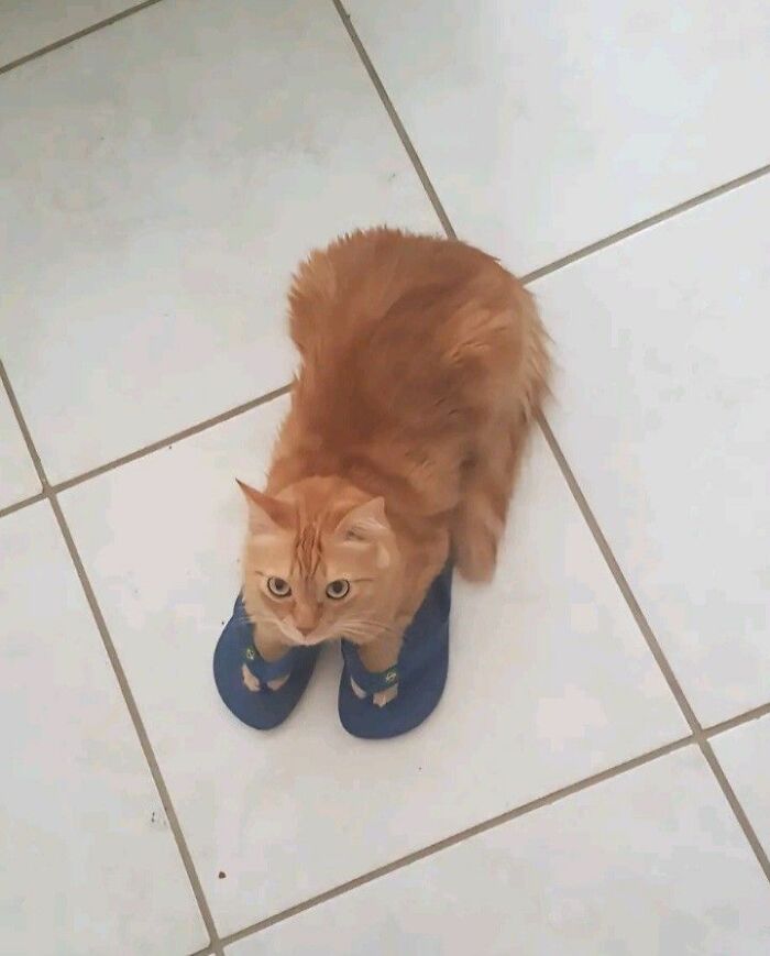 This Page Collects The Most Wholesome And Hilarious Animal Moments (60 Pics)