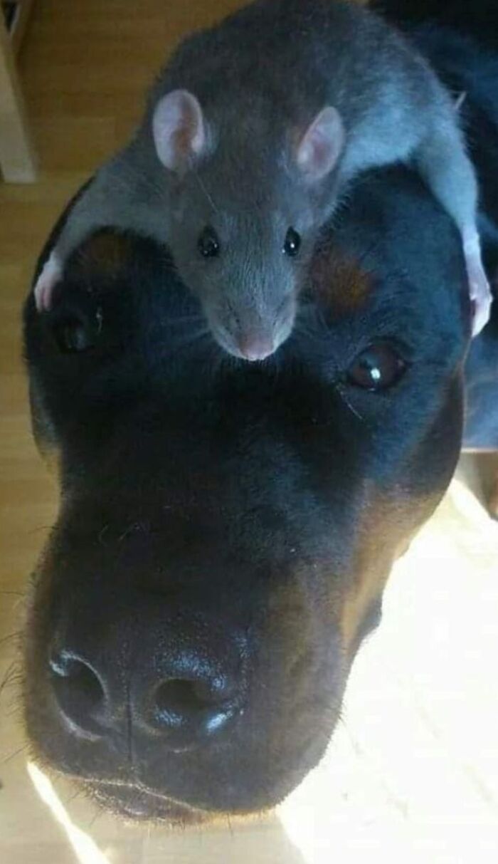 This Page Collects The Most Wholesome And Hilarious Animal Moments (60 Pics)