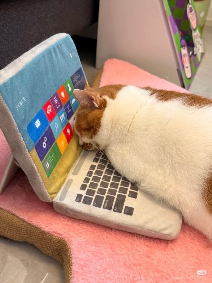 This Page Collects The Most Wholesome And Hilarious Animal Moments (60 Pics)