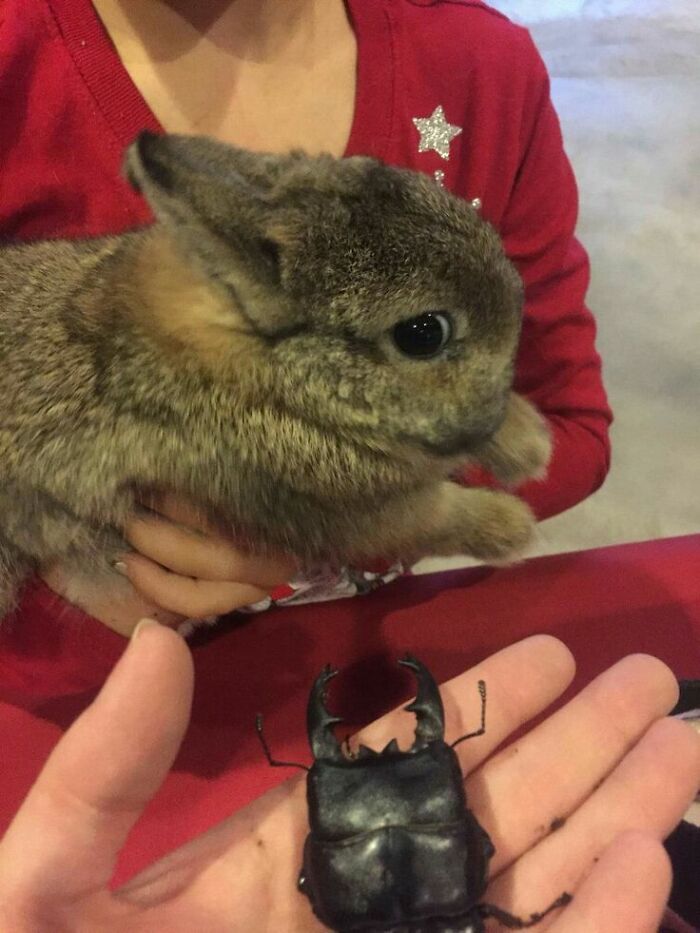 This Page Collects The Most Wholesome And Hilarious Animal Moments (60 Pics)