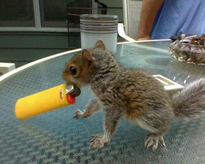 This Page Collects The Most Wholesome And Hilarious Animal Moments (60 Pics)