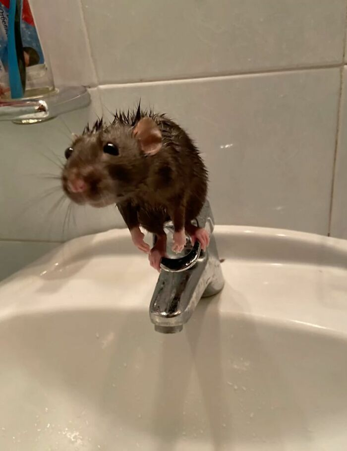 This Page Collects The Most Wholesome And Hilarious Animal Moments (60 Pics)