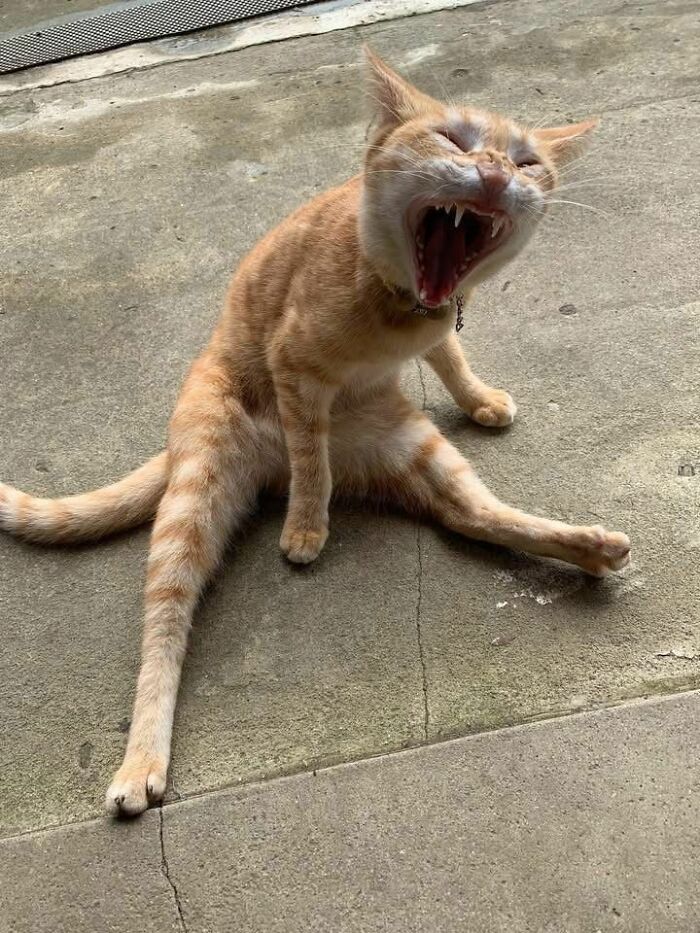 This Page Collects The Most Wholesome And Hilarious Animal Moments (60 Pics)