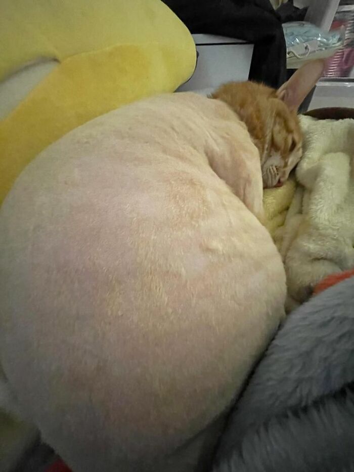 This Page Collects The Most Wholesome And Hilarious Animal Moments (60 Pics)