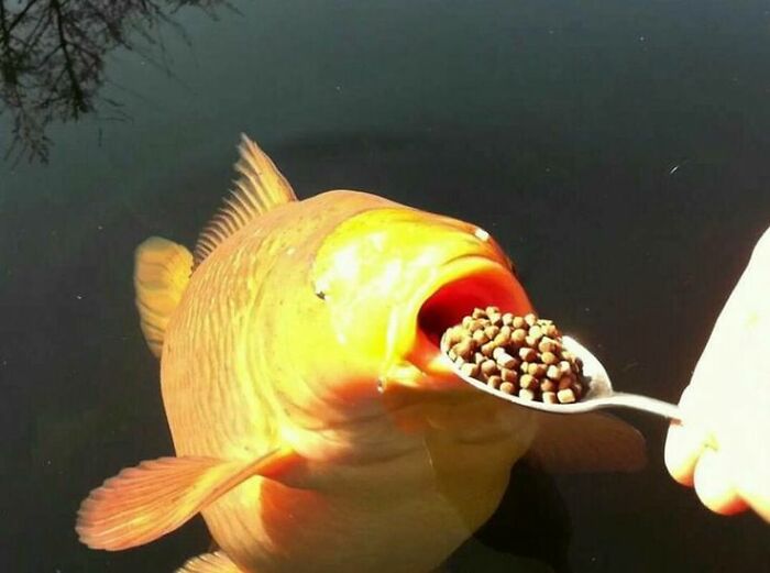 This Page Collects The Most Wholesome And Hilarious Animal Moments (60 Pics)