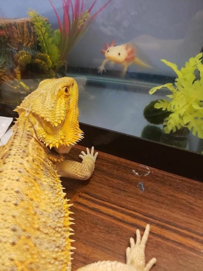 This Page Collects The Most Wholesome And Hilarious Animal Moments (60 Pics)