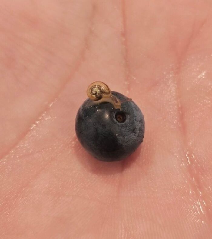 This Page Collects The Most Wholesome And Hilarious Animal Moments (60 Pics)