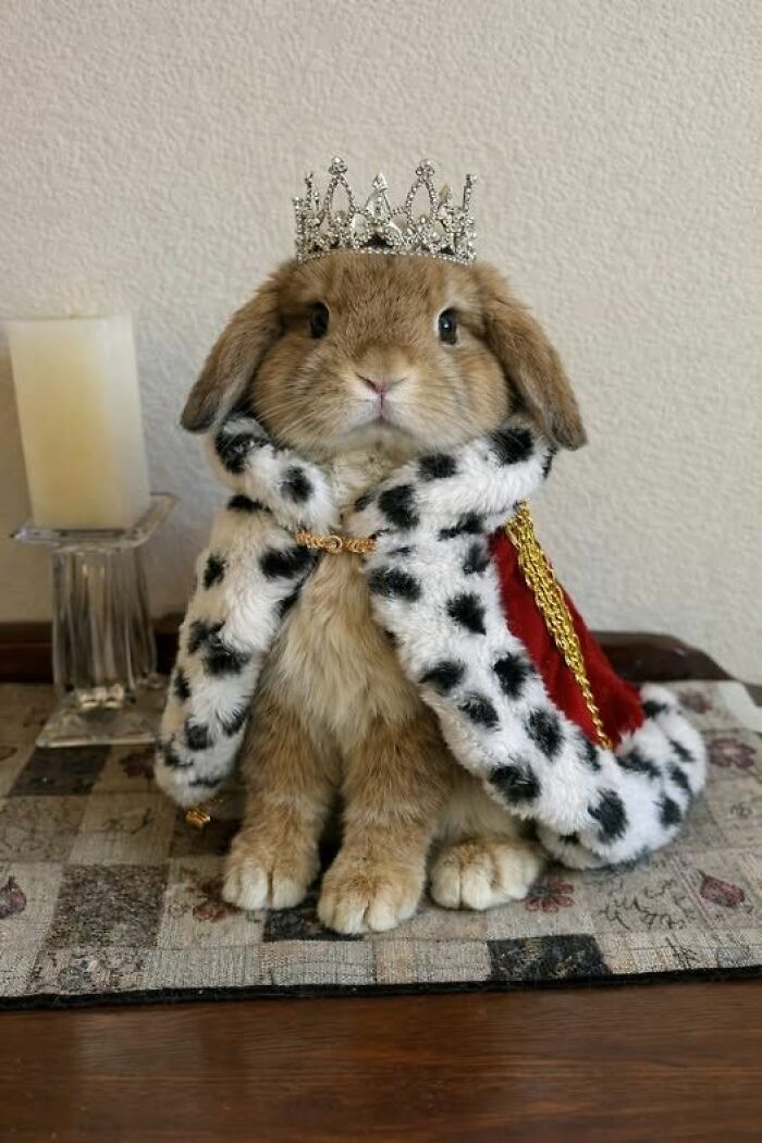 This Page Collects The Most Wholesome And Hilarious Animal Moments (60 Pics)