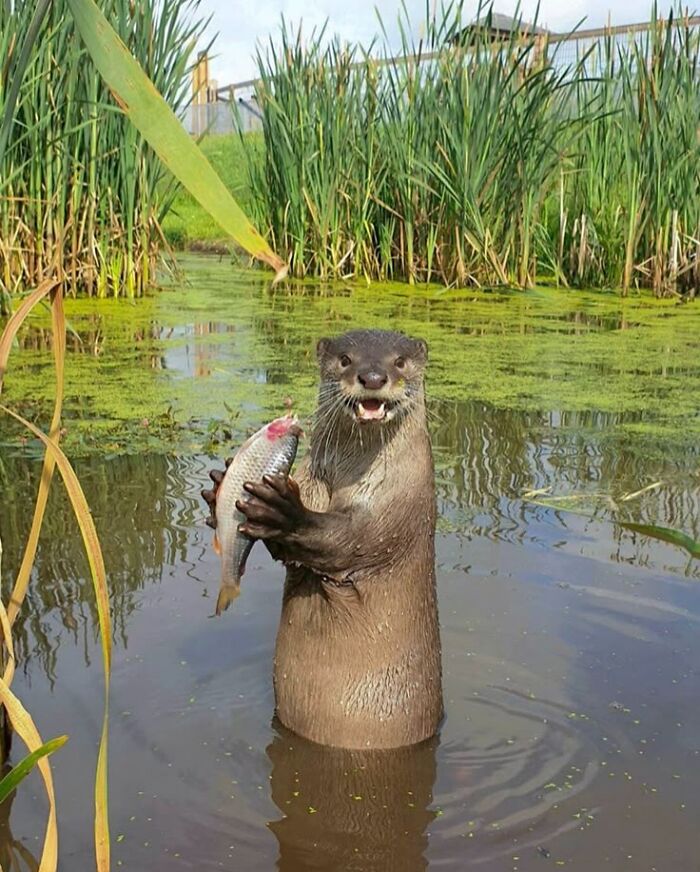 This Page Collects The Most Wholesome And Hilarious Animal Moments (60 Pics)