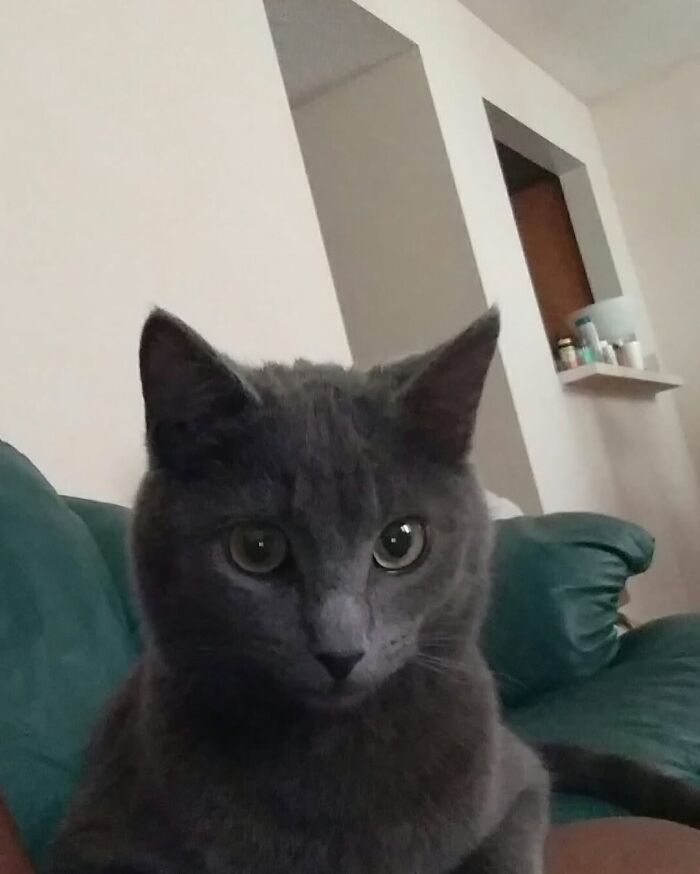 One Tiny Kitten Changed This Man&rsquo;s Life, And Now He Rescues Animals Full-Time