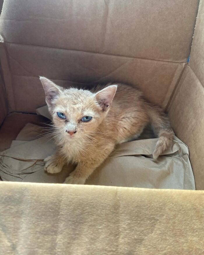 One Tiny Kitten Changed This Man&rsquo;s Life, And Now He Rescues Animals Full-Time