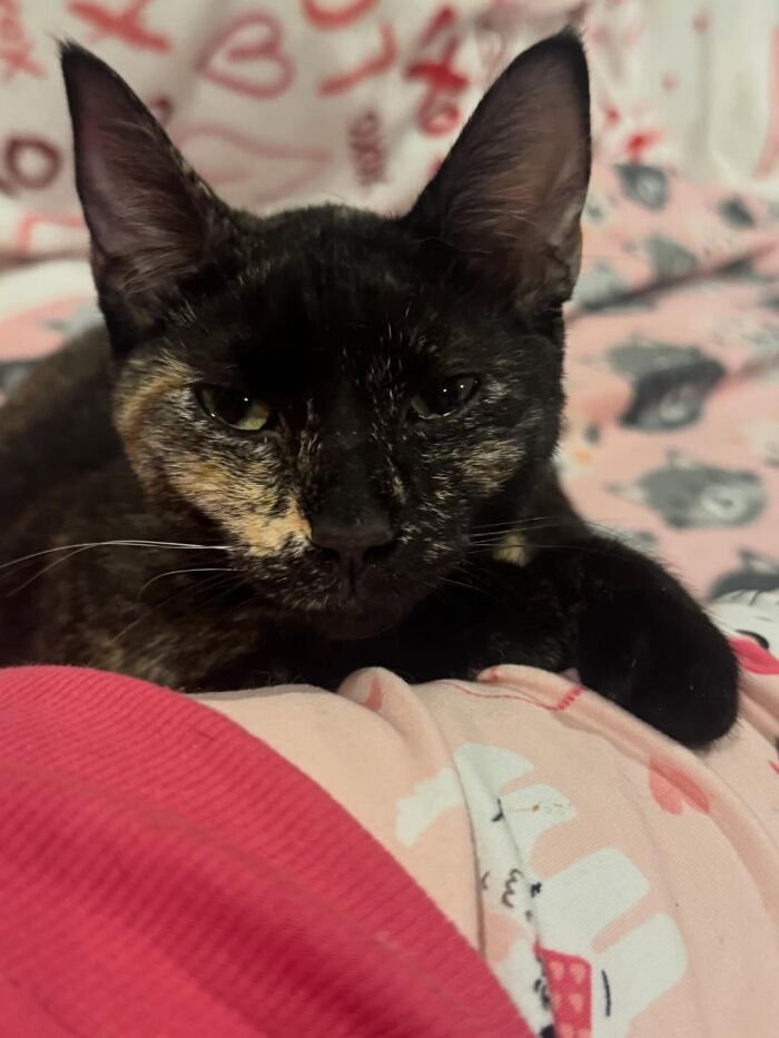 One Tiny Kitten Changed This Man&rsquo;s Life, And Now He Rescues Animals Full-Time