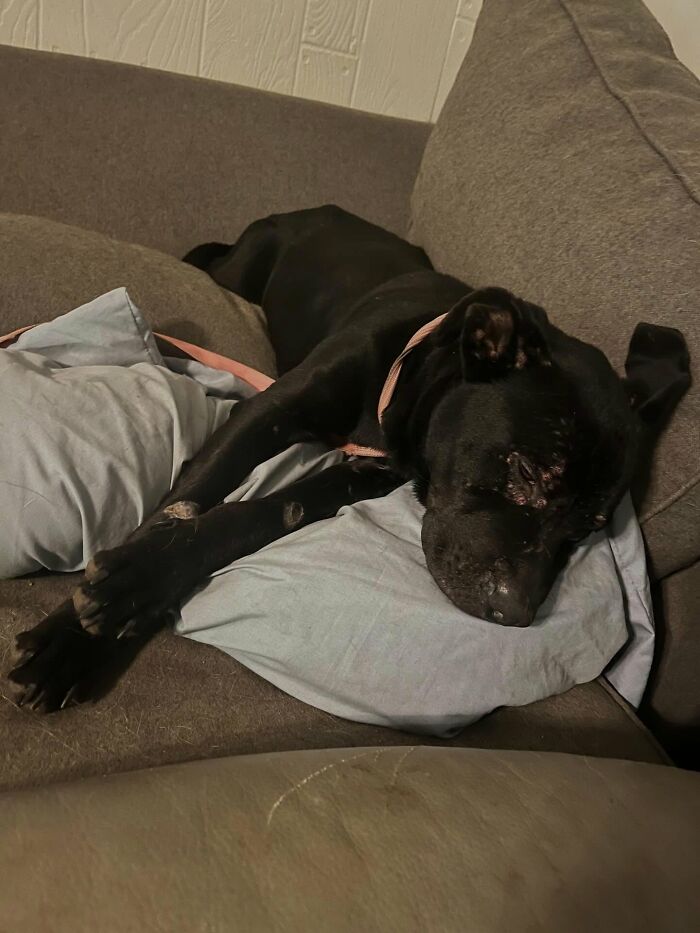 One Tiny Kitten Changed This Man&rsquo;s Life, And Now He Rescues Animals Full-Time