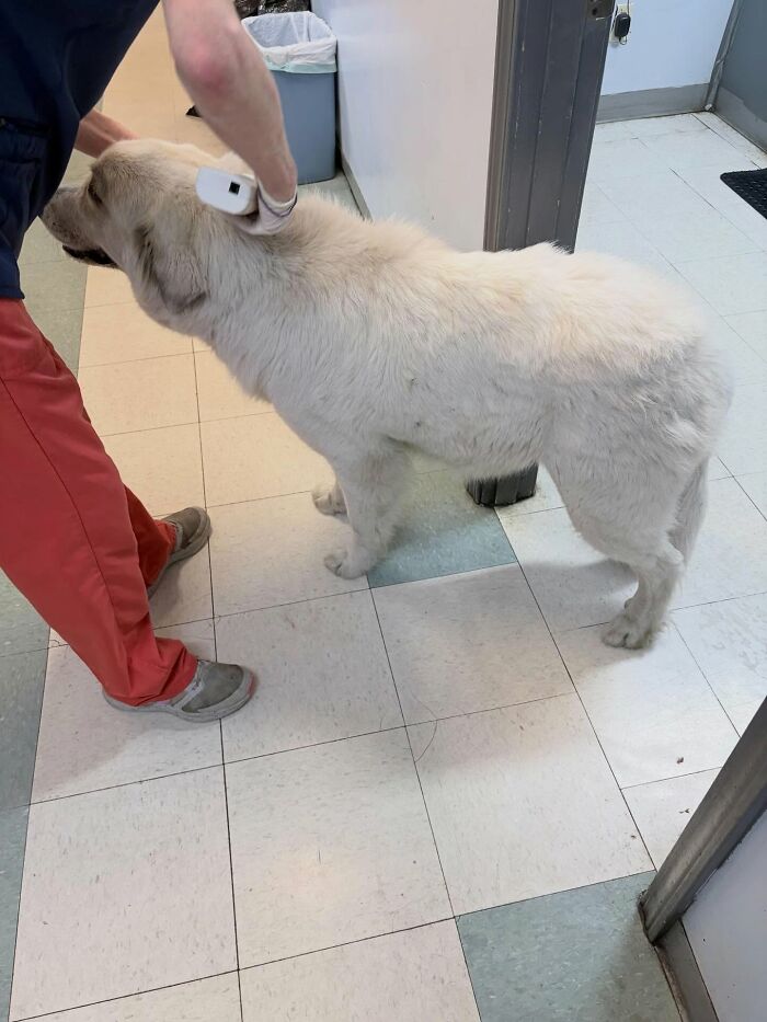 One Tiny Kitten Changed This Man&rsquo;s Life, And Now He Rescues Animals Full-Time