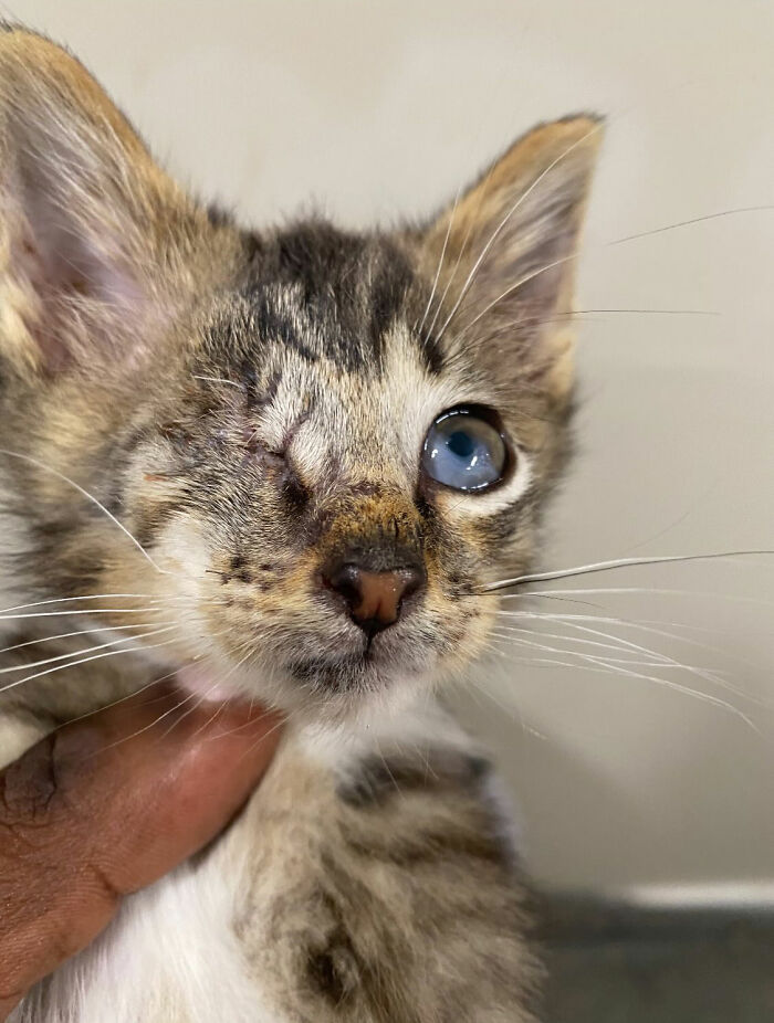 One Tiny Kitten Changed This Man&rsquo;s Life, And Now He Rescues Animals Full-Time