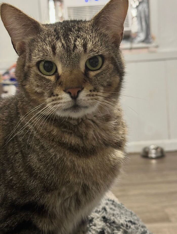 One Tiny Kitten Changed This Man&rsquo;s Life, And Now He Rescues Animals Full-Time