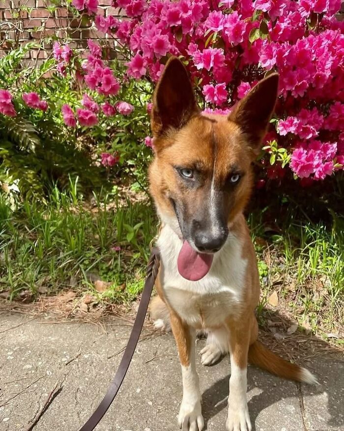 One Tiny Kitten Changed This Man&rsquo;s Life, And Now He Rescues Animals Full-Time