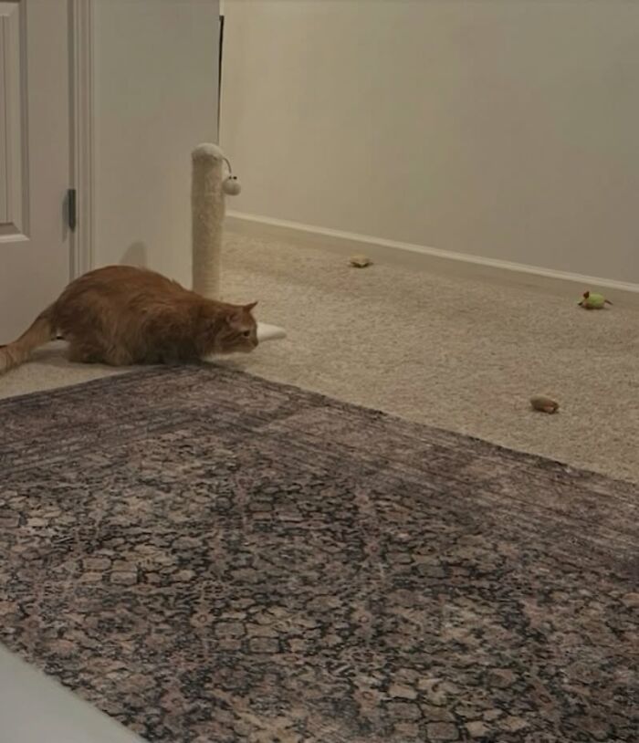 One Tiny Kitten Changed This Man&rsquo;s Life, And Now He Rescues Animals Full-Time