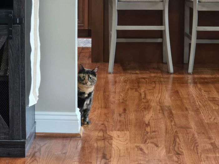 One Tiny Kitten Changed This Man&rsquo;s Life, And Now He Rescues Animals Full-Time