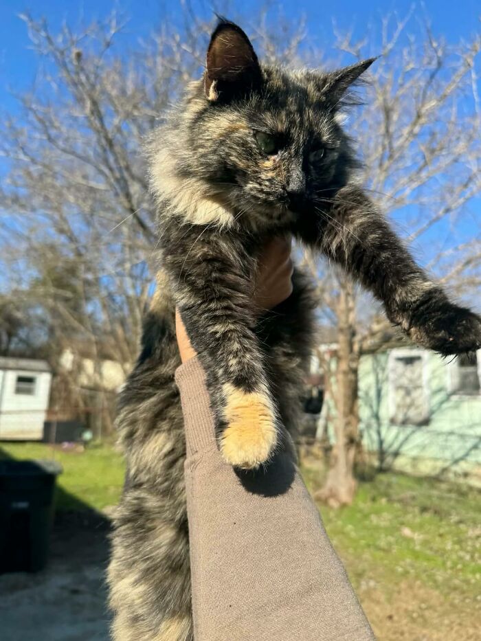 One Tiny Kitten Changed This Man&rsquo;s Life, And Now He Rescues Animals Full-Time