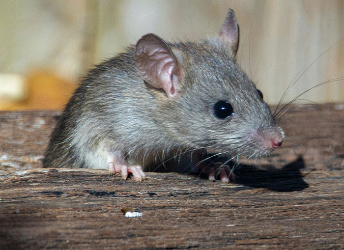 38 Times Archaeologists Dug Up Something Truly Terrifying And Creepy 38 Times Archaeologists Dug Up Something Truly Terrifying And Creepy