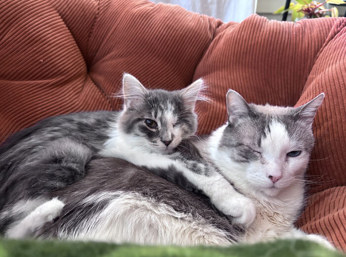 83 Adopted Animals Whose First Month In Their Forever Homes Is Pure Wholesomeness (February Edition)