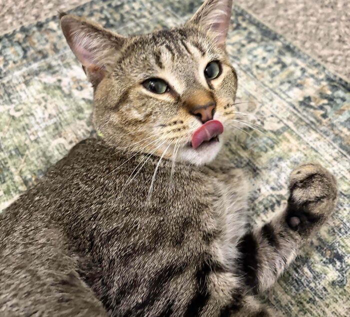 83 Adopted Animals Whose First Month In Their Forever Homes Is Pure Wholesomeness (February Edition)