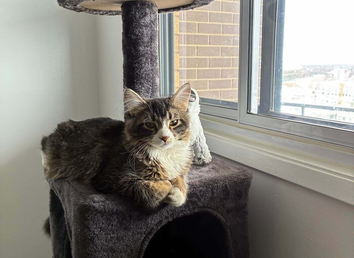 83 Adopted Animals Whose First Month In Their Forever Homes Is Pure Wholesomeness (February Edition)