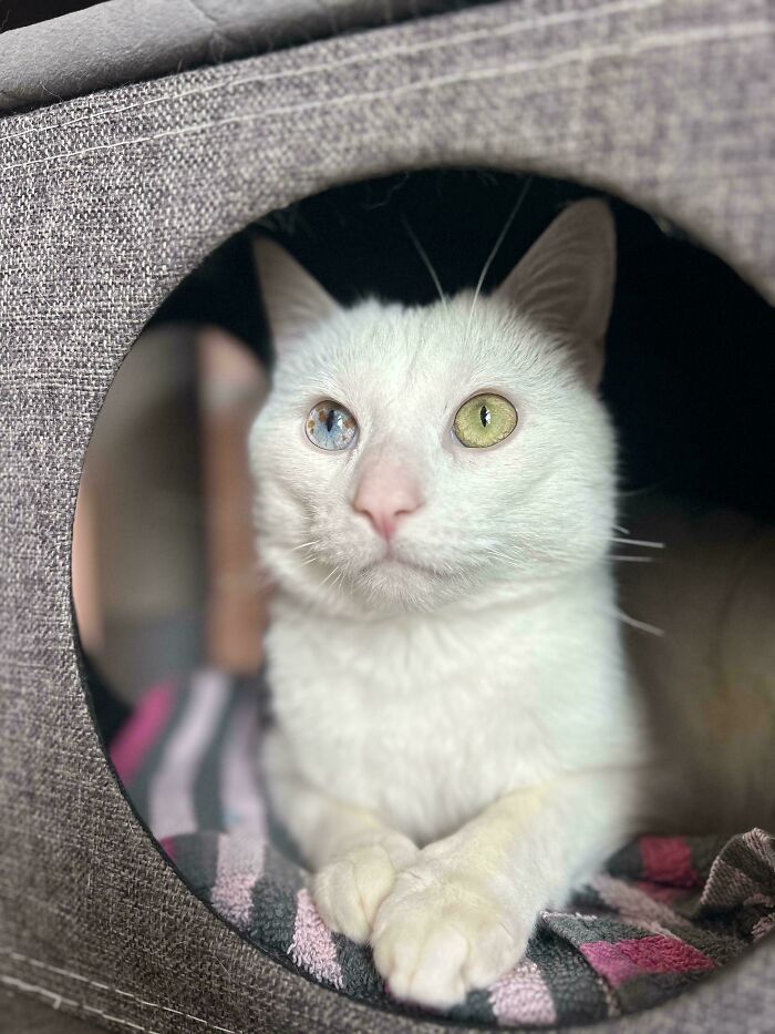 83 Adopted Animals Whose First Month In Their Forever Homes Is Pure Wholesomeness (February Edition)