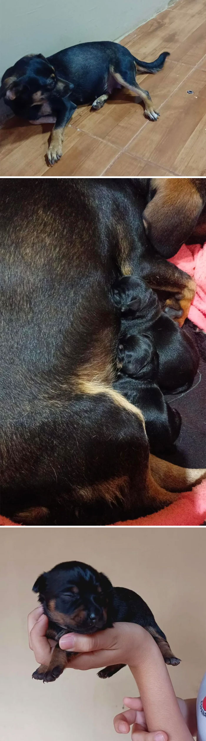 83 Adopted Animals Whose First Month In Their Forever Homes Is Pure Wholesomeness (February Edition)